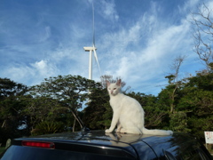 風車と野良猫。