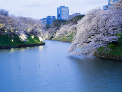 千鳥ヶ淵緑道～風に揺られ～