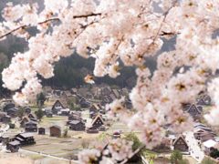 桜と白川郷～世界遺産