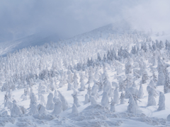 Snow trees①