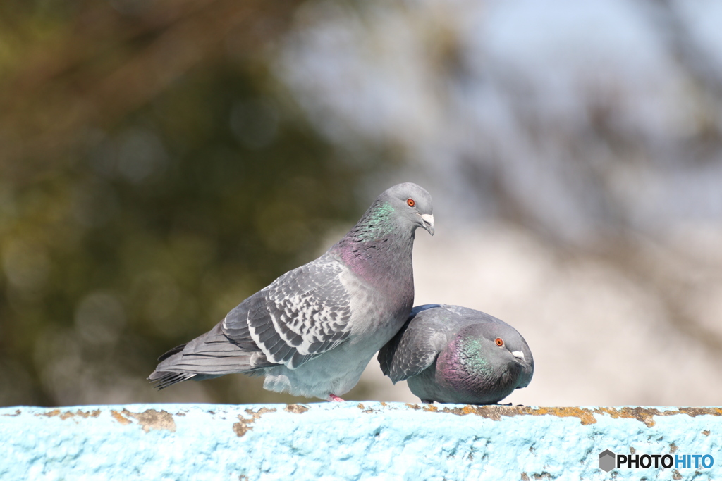 近所の公園