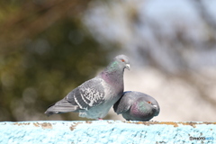 近所の公園