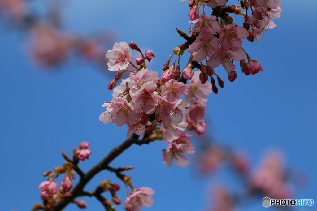河津桜