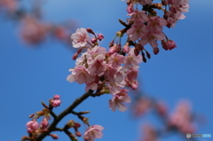 河津桜