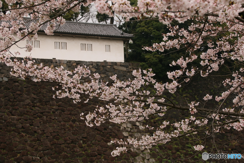 皇居の桜