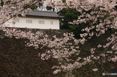 皇居の桜