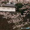 皇居の桜