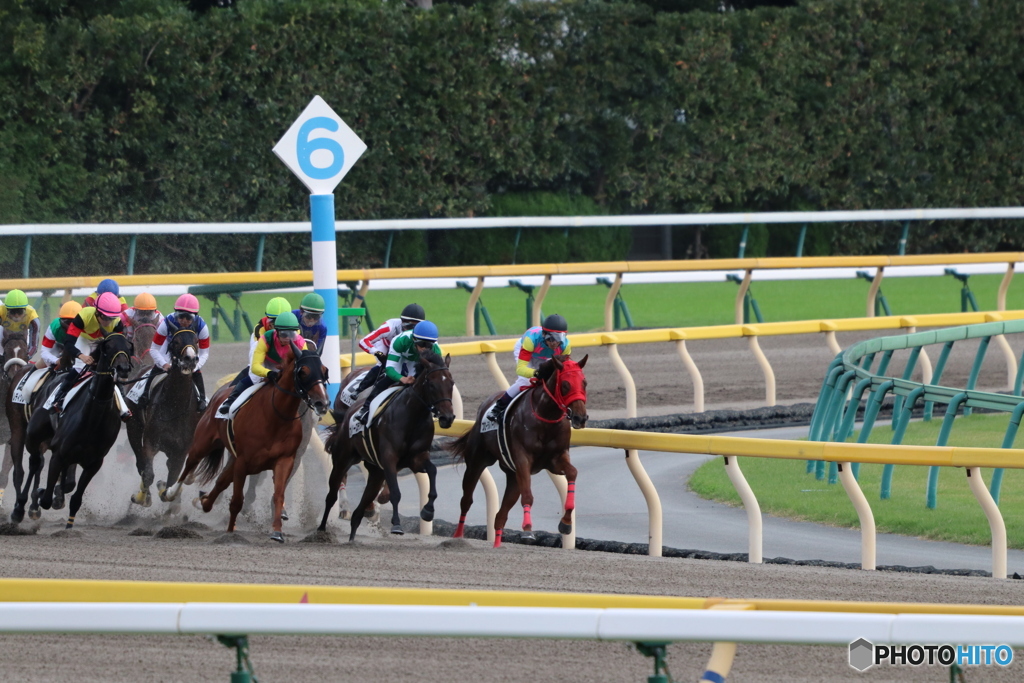 東京競馬場