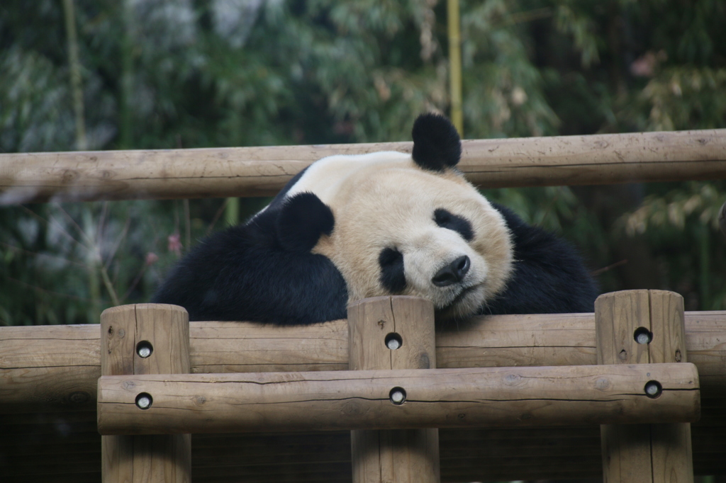 上野動物園　パンダ