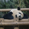 上野動物園　パンダ