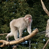 上野動物園　サル1
