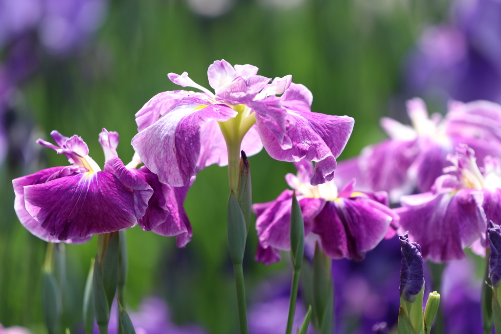 今年の菖蒲の写真です