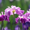 今年の菖蒲の写真です