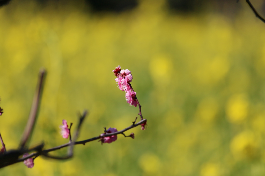 菜の花2