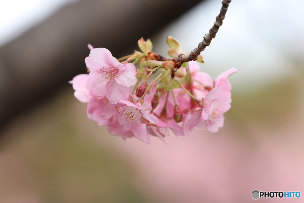 木場公園（河津桜）