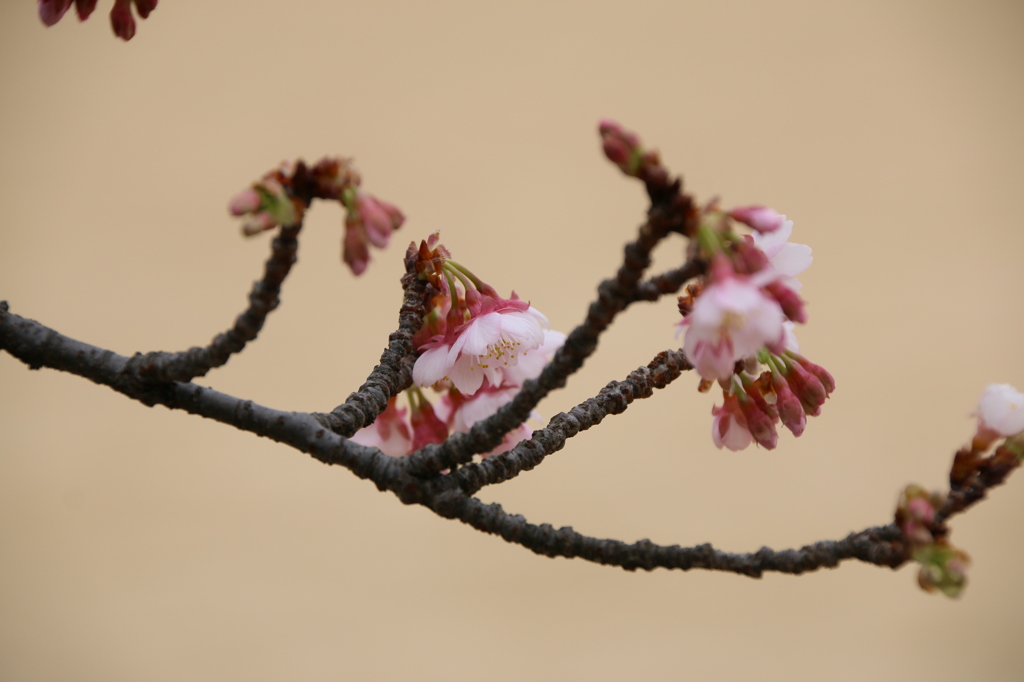 寒桜1