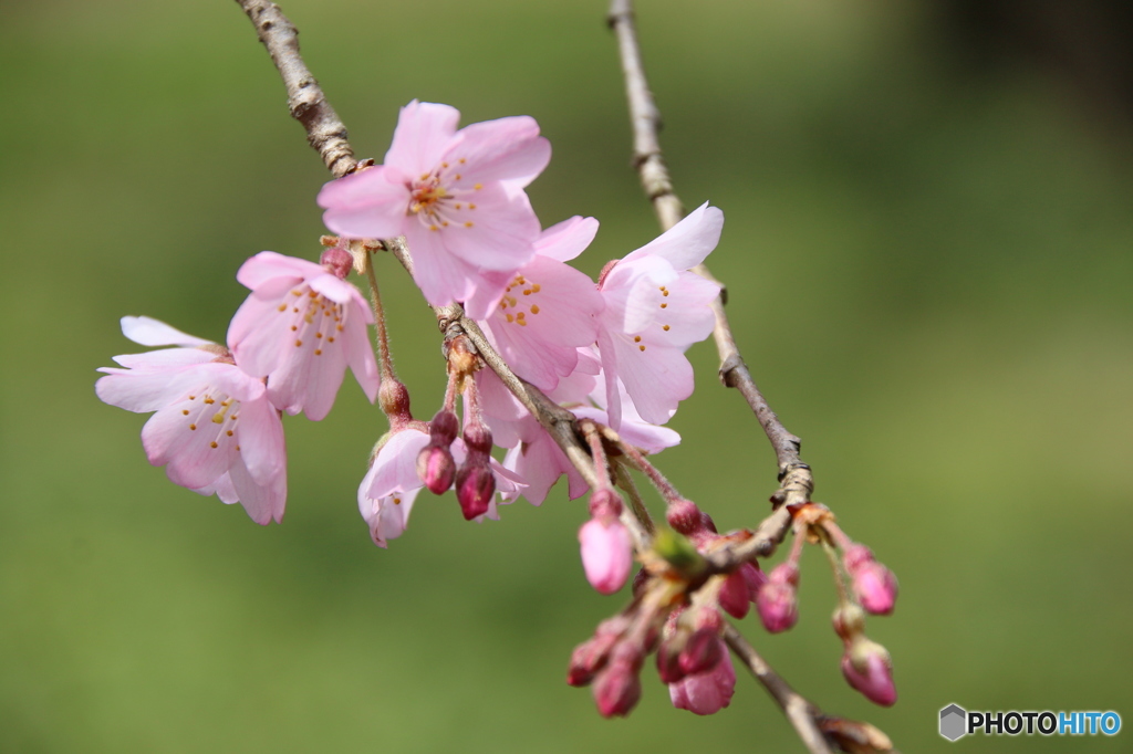 しだれ桜