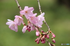 しだれ桜