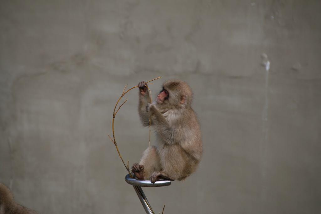 上野動物園　サル2
