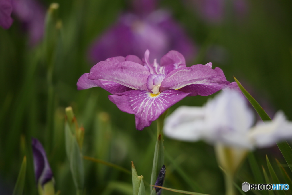 菖蒲園
