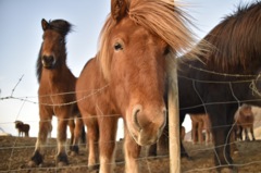 Icelandic horses 