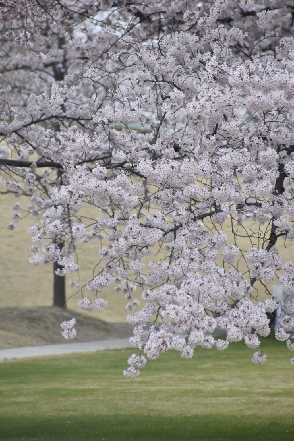 芝もきれいだな