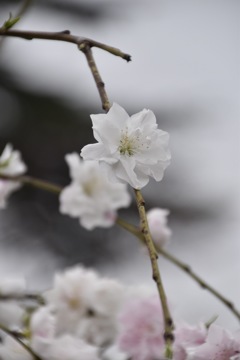 なに桜？
