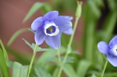 なんて花？
