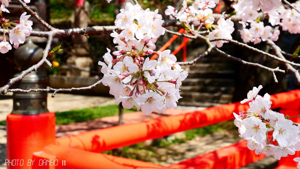 お寺の桜 ＜2＞