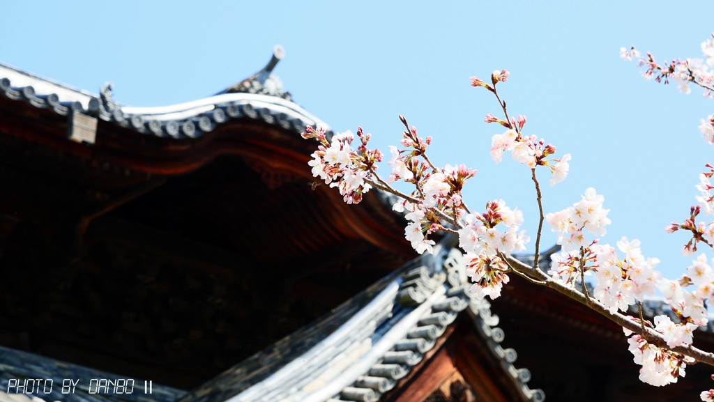 お寺の桜 ＜3＞