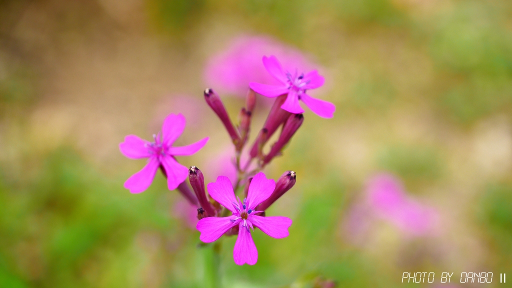 むしとりなでしこ ＜1＞