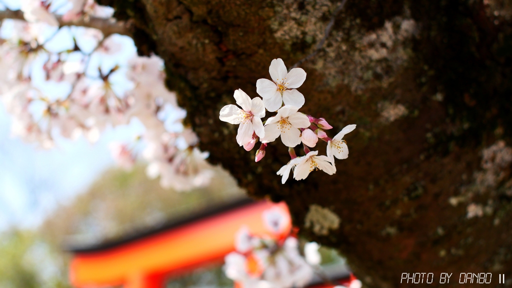 八幡宮の桜 ＜4＞