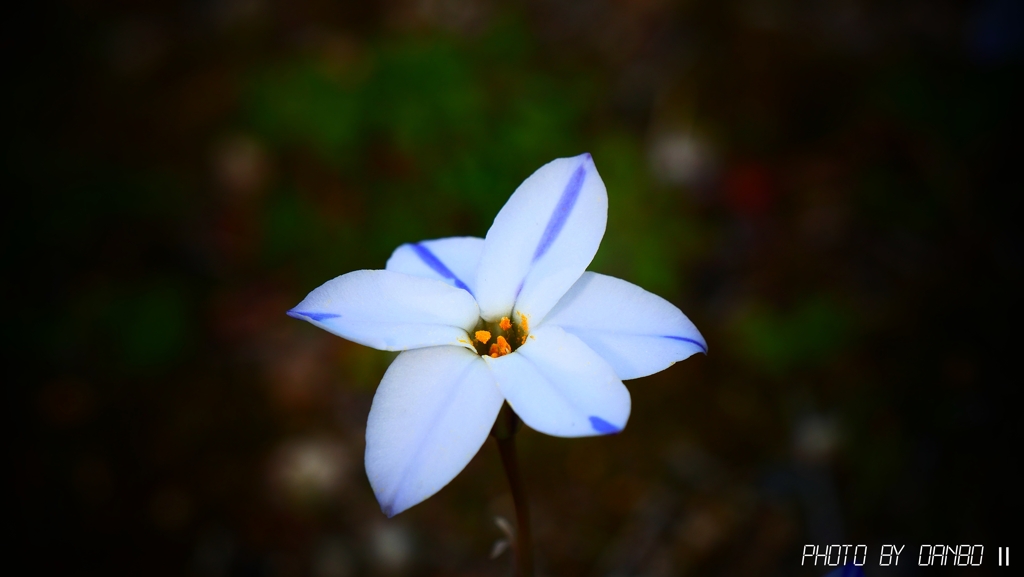 花韮 ＜2＞