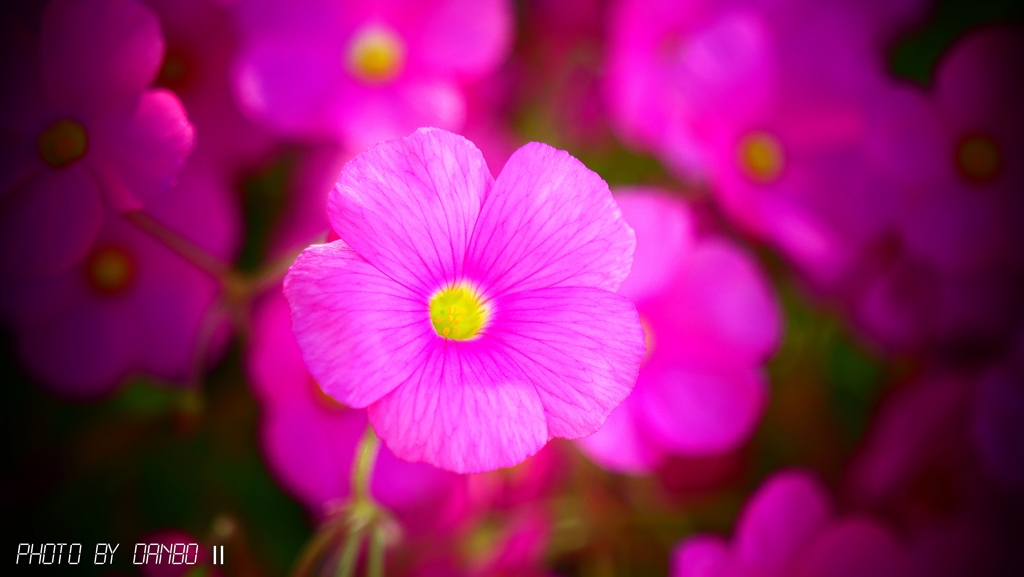 花片喰 ＜6＞