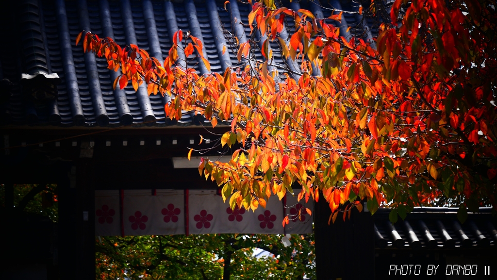 秋の桜 ＜1＞