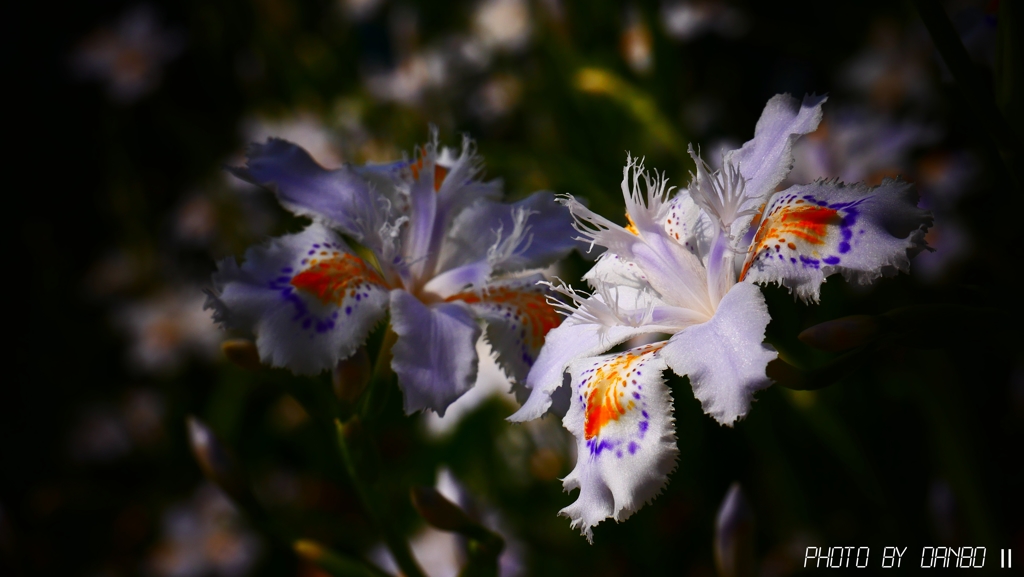 フリンジ調の花 ＜3＞