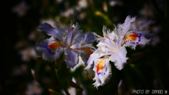 フリンジ調の花 ＜3＞