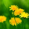 豚菜 ＜1＞