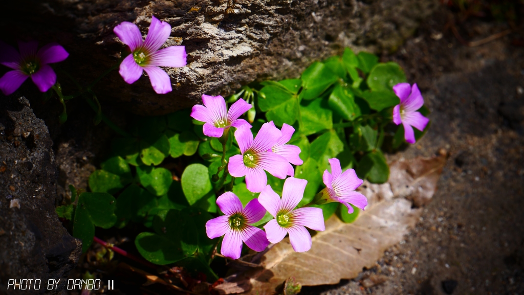 野に咲く花 ＜2＞