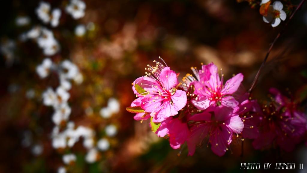 喜びの花 ＜2＞