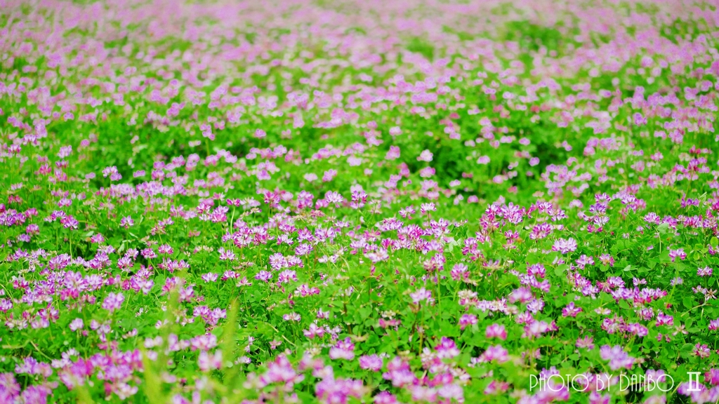 春の野草花 ＜4-4＞