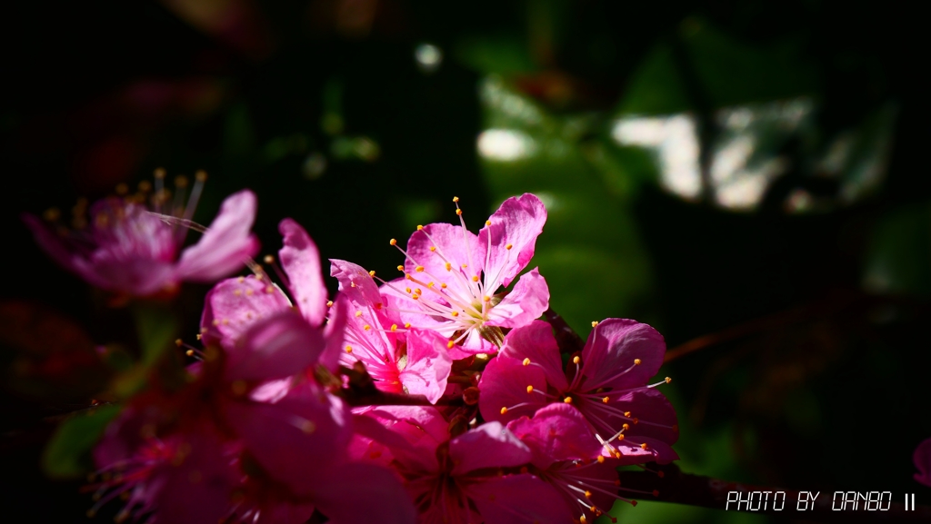 喜びの花 ＜1＞