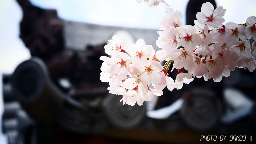 八幡宮の桜 ＜3＞