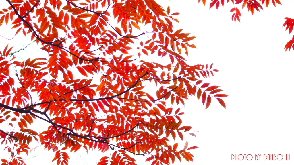 Wax tree ＜3＞