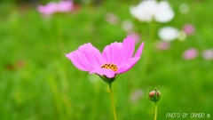 うす紅の秋桜が・・・ ＜2＞