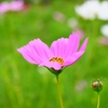 うす紅の秋桜が・・・ ＜2＞