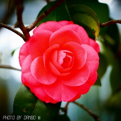 日本の薔薇 ＜2＞