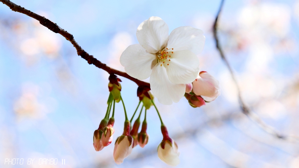 今年の櫻は　早めに咲いた ＜1＞
