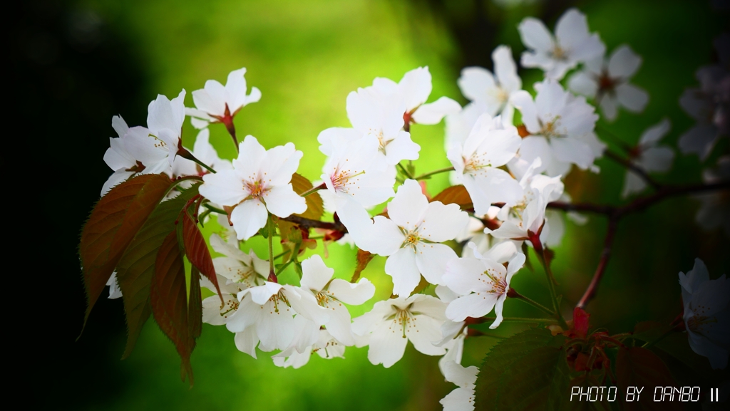 一番好きな桜 ＜3＞