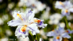 フリンジ調の花 ＜1＞